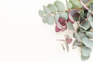 Eucalyptus composition. Pattern made of various colorful flowers on white background. Flat lay stiil life.