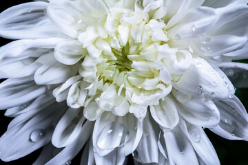 水滴が美しい白い菊のクローズアップ