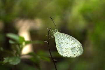 butterfly on twig