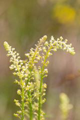 Macrophotographie de fleur sauvage - Réséda jaune (Reseda lutea)