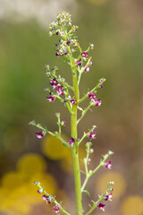 Macrophotographie de fleur sauvage - Scrofulaire des chiens (Scrophularia canina)
