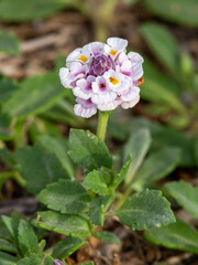Macrophotographie de fleur sauvage - Phyla à fleurs nodales (Phyla nodiflora)