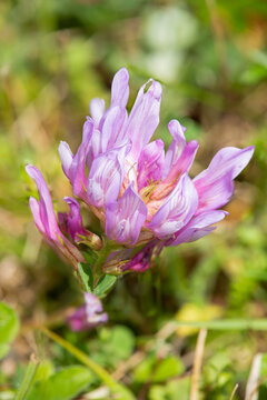 Macrophotographie de fleur sauvage - Astragale faux sainfoin (Astragalus onobrychis)