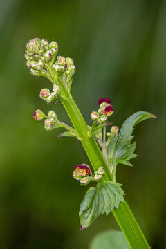 Macrophotographie de fleur sauvage - crofulaire &agrave; oreillettes (Scrophularia auriculata)