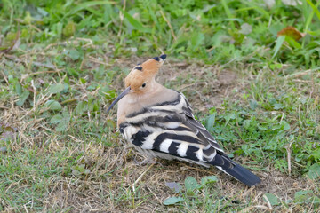 The bird in the grass