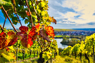 Weinberg blauer Himmel