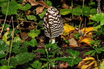 A magpie inkcap fungus (Coprinopsis picacea). Black and white, big hatted, mushroom in the autumn.