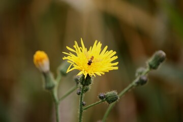 Close up of a yellow dandelion blossom with hover fly