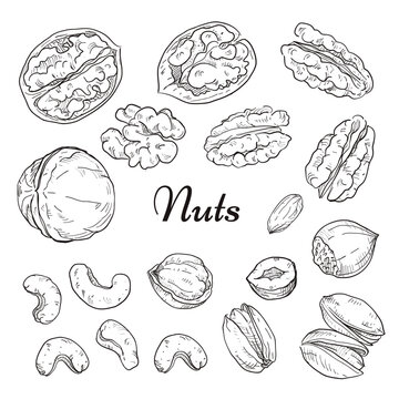 Freehand drawing nuts. Pistachios, cashews, peanuts, almonds, seeds, chestnut, pine nuts.