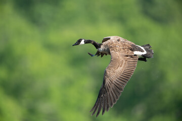 Canada goose flying