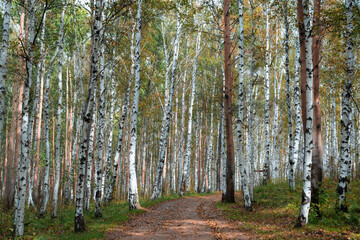 Forest of birches in the early autumn time with road in it. Nature concept