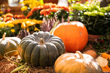 Naklejka na ściany i meble Several different pumpkins and various flowers on background. Harvest concept. Fresh green and orange pumpkins in sunlight. Soft selective focus.