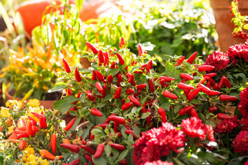Obraz premium Bright bush of red chilli peppers with green leaves in sunlight. Beautiful garden plant in pot. Autumn harvest holiday. 