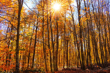 The sun in the forest among the autumn leaves