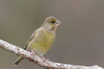 Fototapeta premium Green finch Chloris chloris stting on a branch