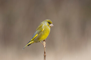 Fototapeta premium Green finch Chloris chloris stting on a branch