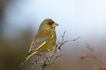 Obraz premium Green finch Chloris chloris stting on a branch
