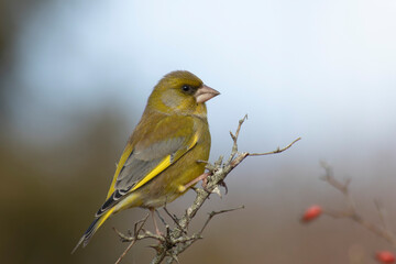 Green finch Chloris chloris stting on a branch