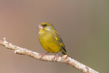 Obraz premium Green finch Chloris chloris stting on a branch