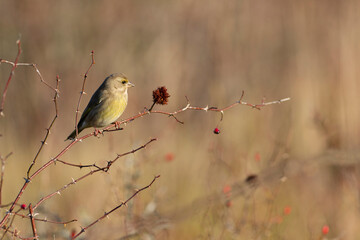 Green finch Chloris chloris stting on a branch