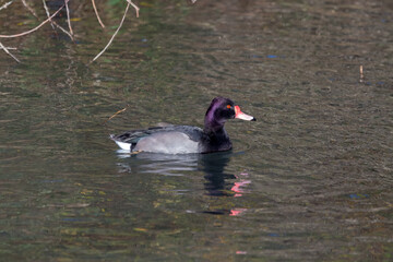 Purple headed male Mallard (Anas platyrhynchos) swimming across a lake
