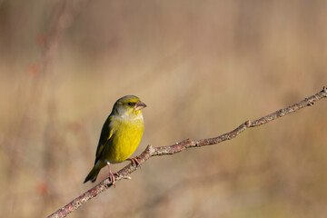 Fototapeta premium Green finch Chloris chloris stting on a branch