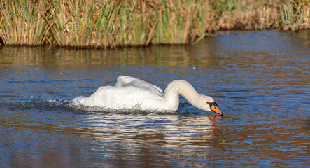 Mute Swan (Cygnus olor) splashing about in the water