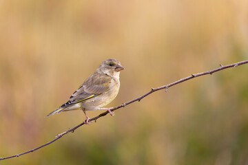 Green finch Chloris chloris stting on a branch