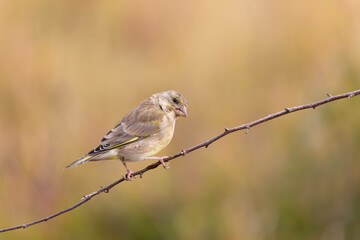 Green finch Chloris chloris stting on a branch