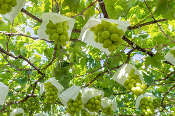 山梨県勝沼　シャインマスカットのぶどう棚