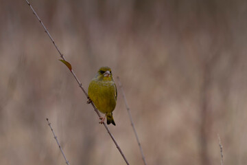 Green finch Chloris chloris stting on a branch