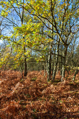 Obraz premium Ashdown Forest on a suuny autumnal day