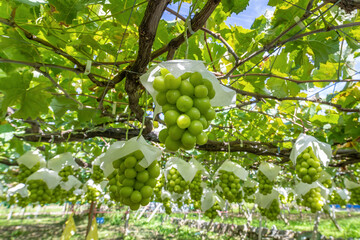 山梨県勝沼　シャインマスカットのぶどう棚