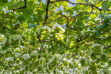 山梨県勝沼　シャインマスカットのぶどう棚