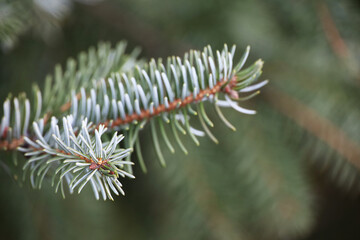 Naklejka na ściany i meble Silver spruce branches with needles close up, natural New Year tree for Christmas background