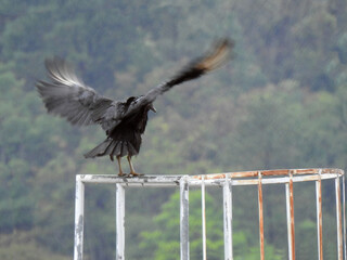A black vulture perched on a metal structure, wings spread, ready to take flight. Cloudy day, rainy. Blurred background.