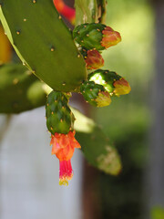 Close-up of a beautiful red cactus flower (Opuntia cochenillifera) illuminated by the spring sun. Blurred background.