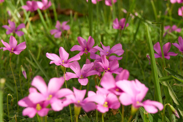 Fototapeta premium Prado de flores
