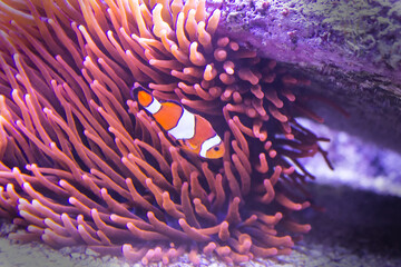 Naklejka na ściany i meble anemone clown fish in the sea