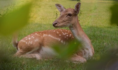 deer on a meadow