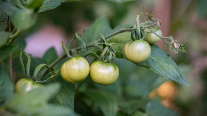 green tomatoes on a branch