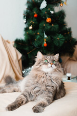 Portrait of resting gray cat in Christmas celebration. Furry pet lying near decorated xmas tree and looking up. Animal theme and holidays