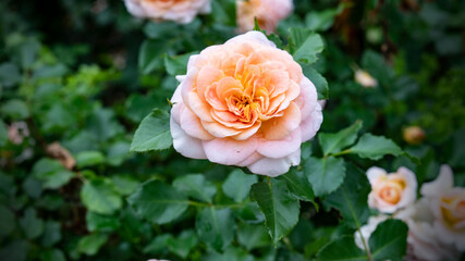 rose in flower patch