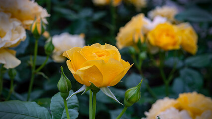 rose in flower patch
