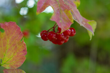 red rowanberry on a branch