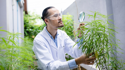 plant medicine biology scientist research concept, outdoor agricultural technology laboratory field