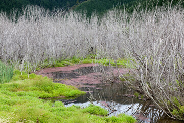Red Algae and dead trees Para Wetlands
