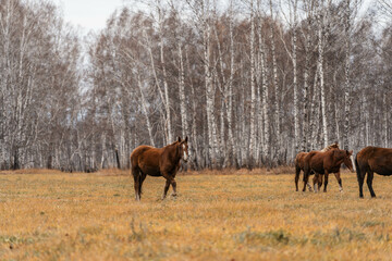 A herd of horses grazes on a large field. Autumn grazing of horses against the background of birch forest