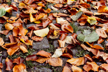 autumn leaves on the ground