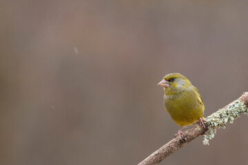 Green finch Chloris chloris stting on a branch